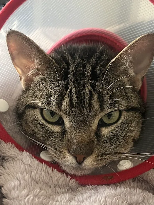 Uptown Veterinary Hospital 6