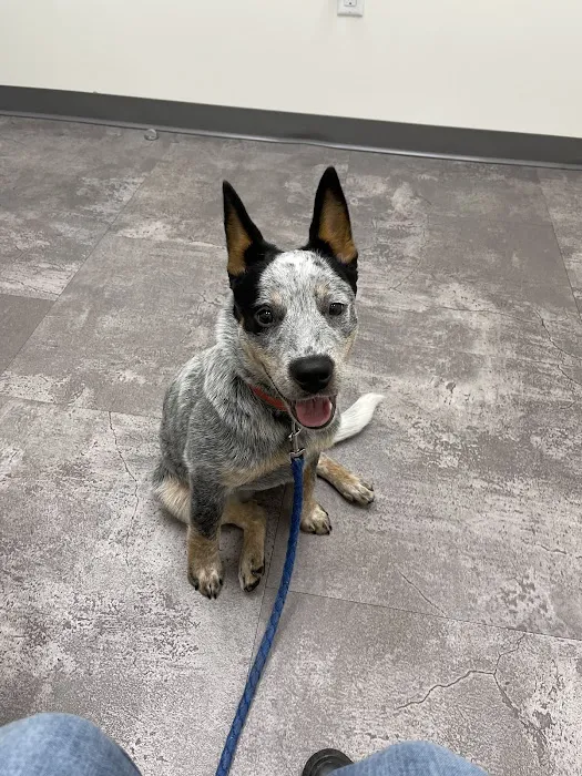 Crown Town Animal Hospital 5