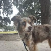 Crown Town Animal Hospital ico