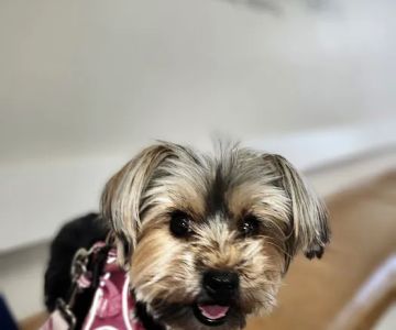 Hickory Grove Animal Hospital