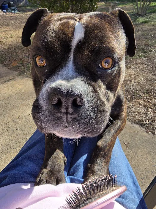 Hickory Grove Animal Hospital 7