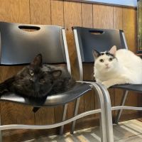 Pet Doctor ico