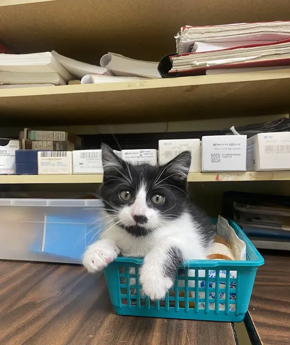 Pet Doctor 4