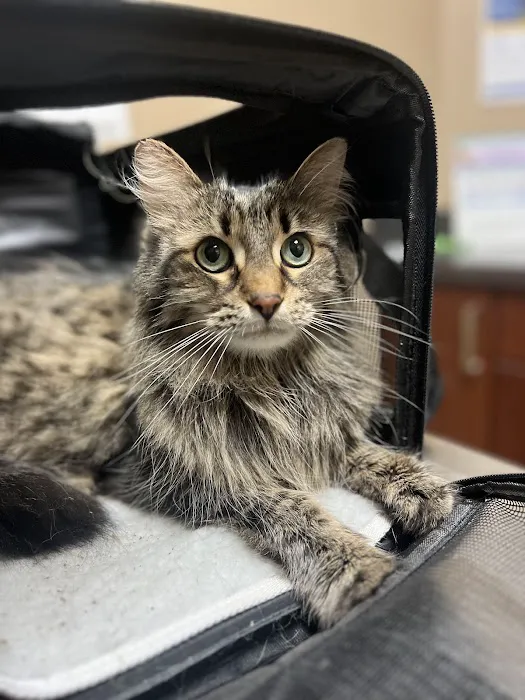 Animal Hospital of Chesterfield 7