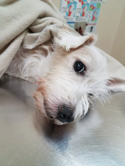 Macomb Center Veterinary Hospital 3