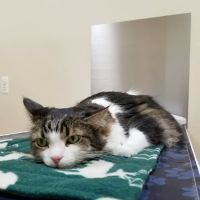 Macomb Center Veterinary Hospital ico