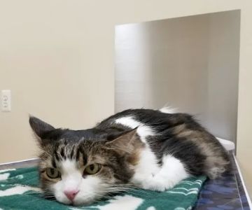 Macomb Center Veterinary Hospital