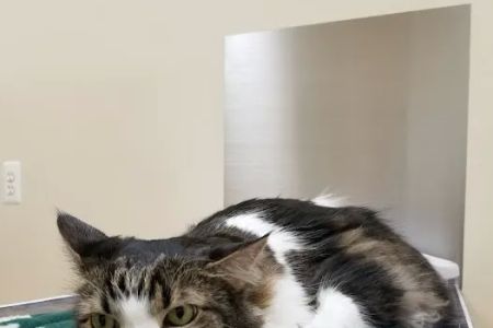 Macomb Center Veterinary Hospital