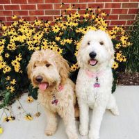Veterinary General Inc ico