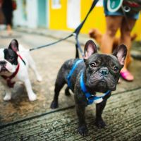 Dr. Fitz's Bayside Animal Clinic ico