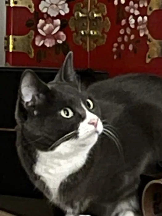 Dr. Fitz's Bayside Animal Clinic 4
