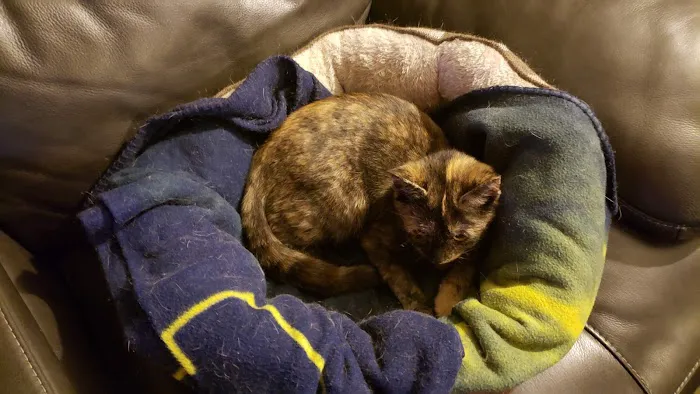 Humane Society of Macomb Animal Clinic 2