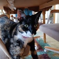 Humane Society of Macomb Animal Clinic ico