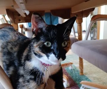 Humane Society of Macomb Animal Clinic
