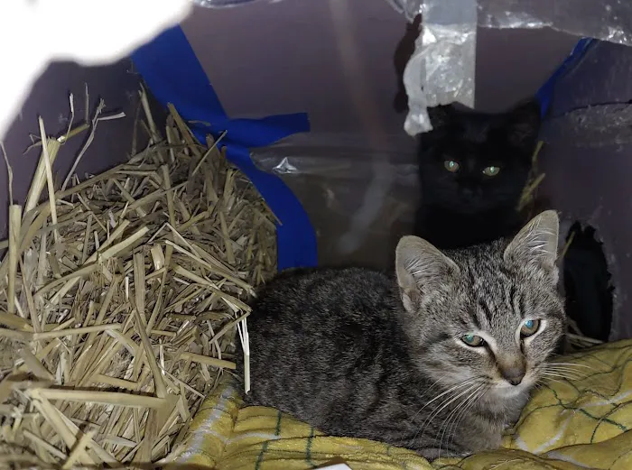 Humane Society of Macomb Animal Clinic 3