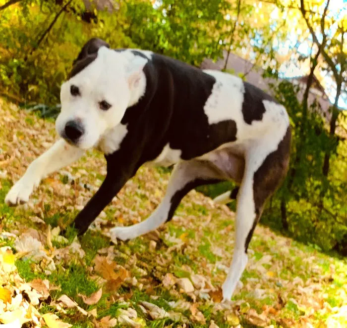 Humane Society of Macomb Animal Clinic 9