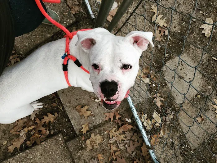 Humane Society of Macomb Animal Clinic 8