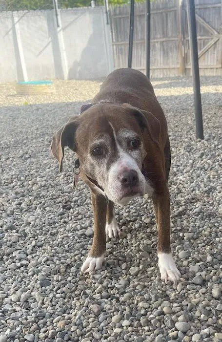 Serenity Animal Hospital & Pet Resort 4