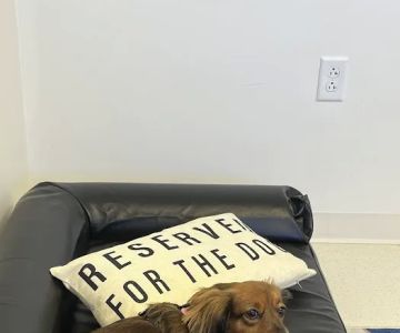The Animal Neurology Center
