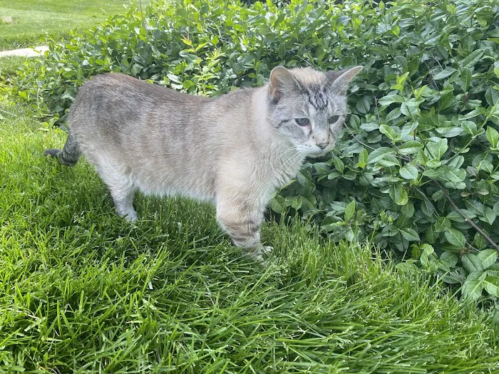 Cat Clinic 4