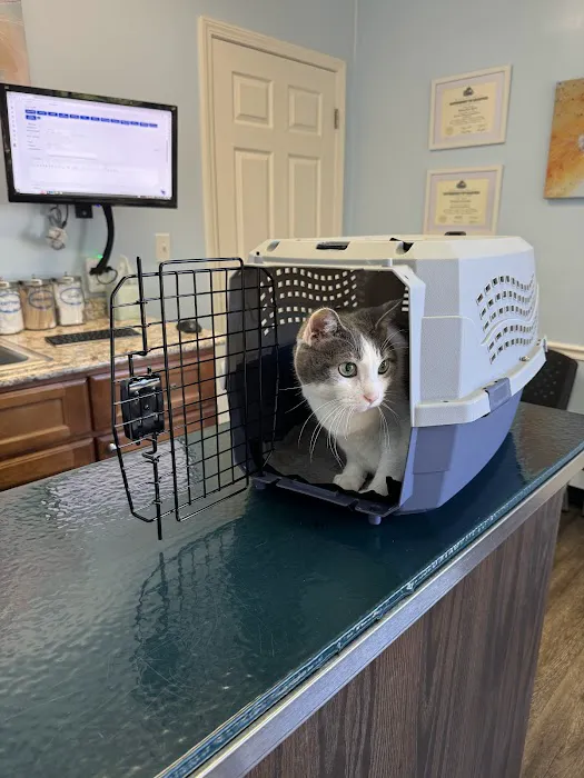 Cat Clinic 2