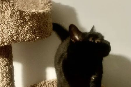Cat Clinic