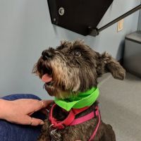Animal Medical Center Mid-America Maryland Heights ico
