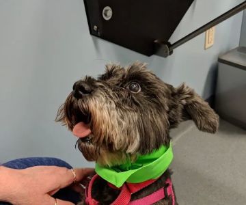 Animal Medical Center Mid-America Maryland Heights