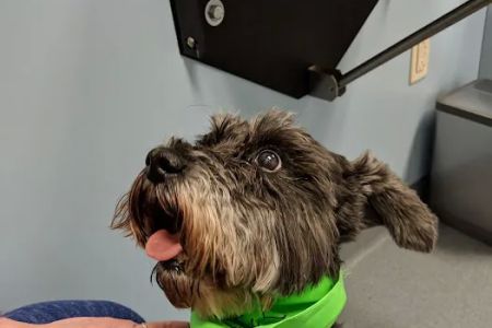 Animal Medical Center Mid-America Maryland Heights