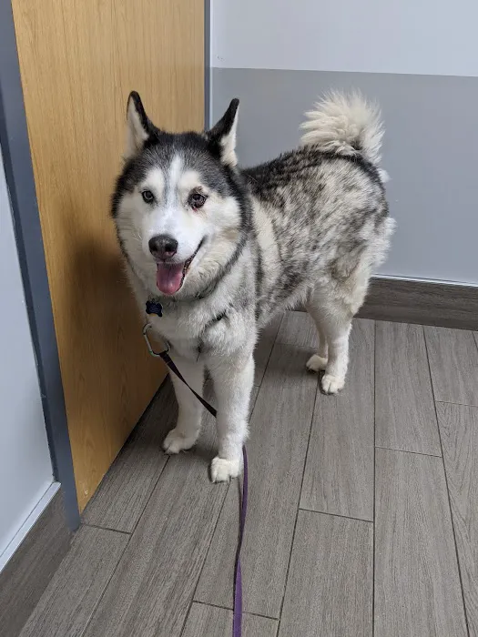BluePearl Pet Hospital 4