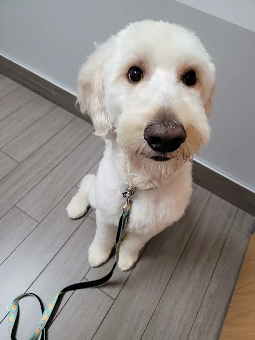 BluePearl Pet Hospital 5