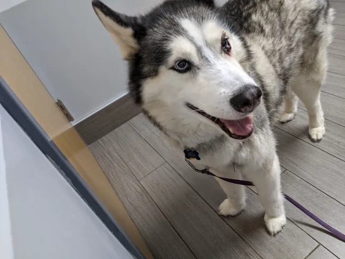 BluePearl Pet Hospital 9