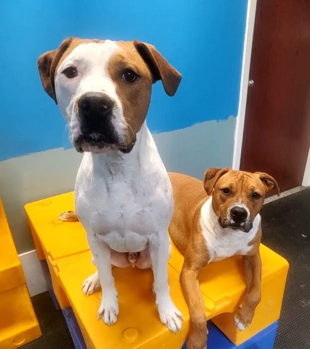 Veterinary Group of Chesterfield 8