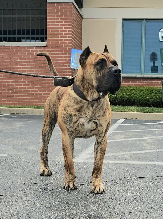 Veterinary Group of Chesterfield 9