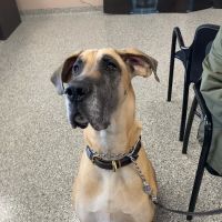 Kehrs Mill Veterinary Care ico