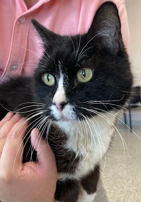 Kehrs Mill Veterinary Care 12