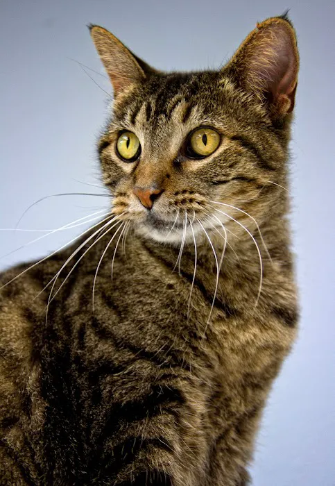 Kehrs Mill Veterinary Care 12