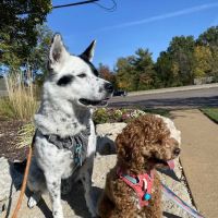 Clayton Road Veterinary Hospital ico