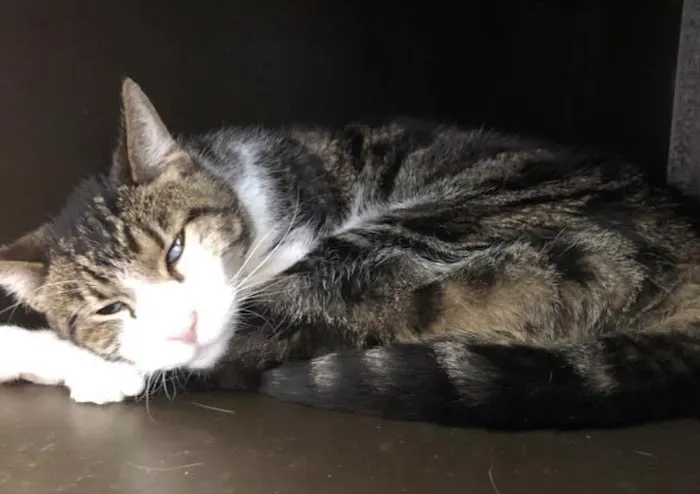 Clayton Road Veterinary Hospital 6