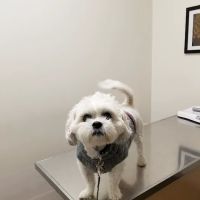 Ark Pet Center ico