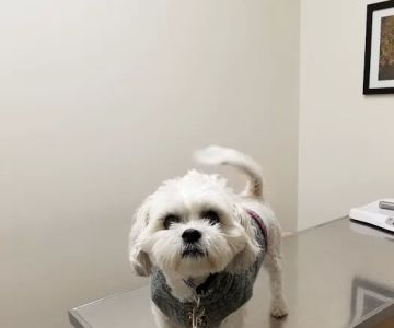 Ark Pet Center