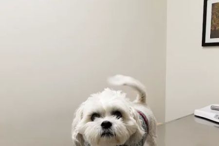 Ark Pet Center