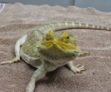 Tri-City Animal & Bird Clinic