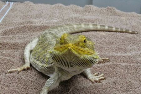 Tri-City Animal & Bird Clinic