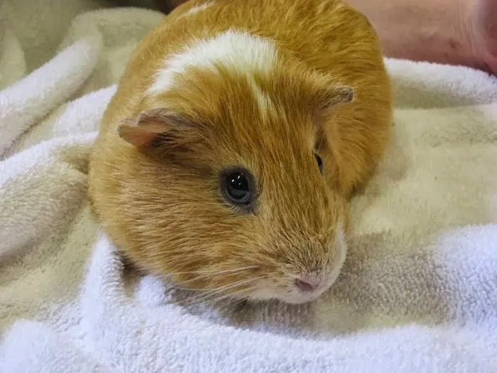 Tri-City Animal & Bird Clinic 12