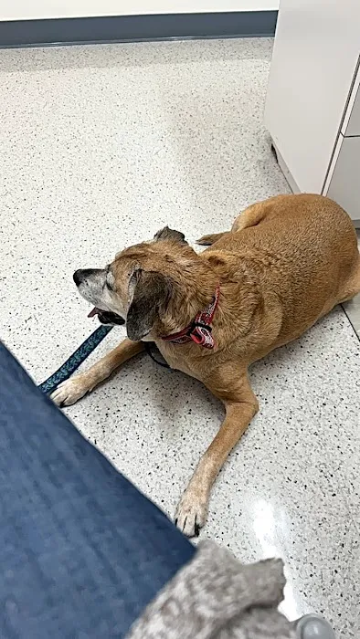 Willowbrook Veterinary Clinic 3