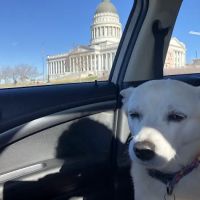 University Veterinary Hospital & Diagnostic Center ico