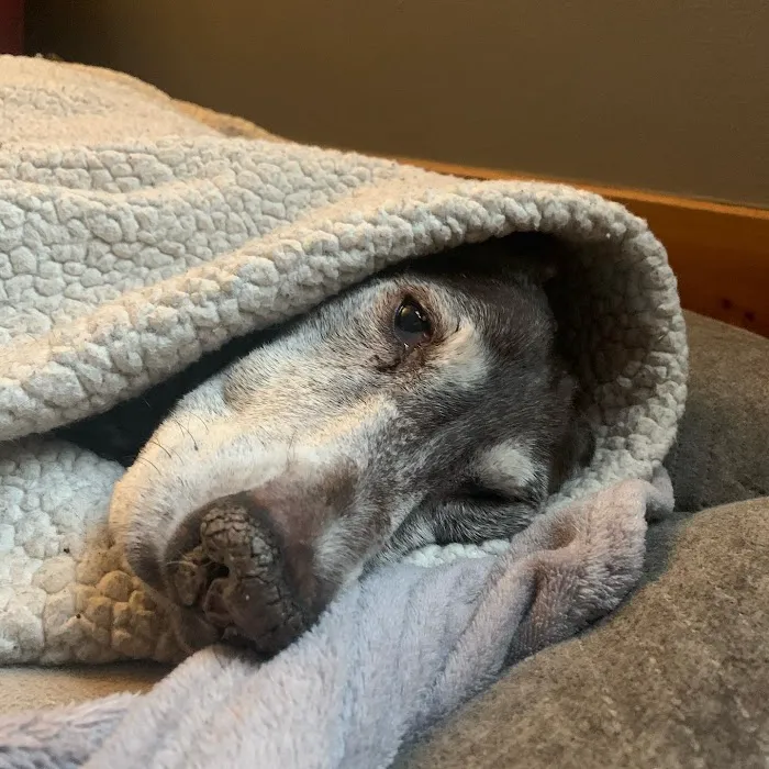 Brickyard Animal Hospital 7