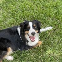 Brickyard Animal Hospital ico