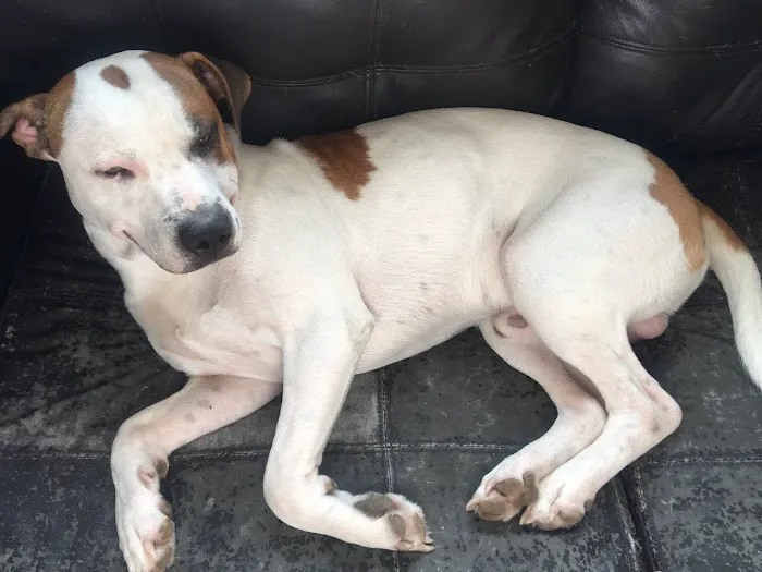 Murray Animal Hospital and Exotics 7
